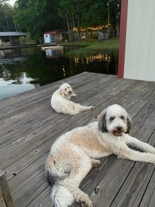 Poodles on Lake Hawkins Dock